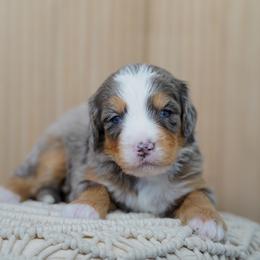 Benji - Blue merle male Bernedoodle puppy in Spokane, Washington from Lilac City Doodles