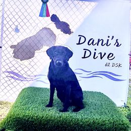 Labrador Retriever All Grown Up from Prairie State Labs