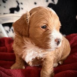 Casanova - Red  male Goldendoodle puppy in Bradenton, Florida from Christianna’s Mini Goldendoodles