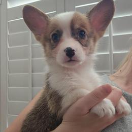Thad - boy - 1st born - White and red male Pembroke Welsh Corgi puppy in Tomball, Texas from Larsen Loved Corgis