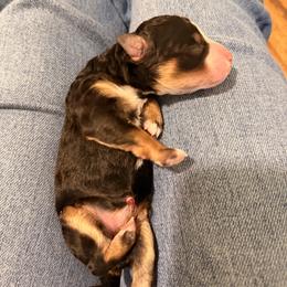 Female 4 - Tri-color female Bernedoodle puppy in Laurens, Virginia from Pine Brook Pups