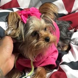 Yorkshire Terriers from Breedlove Pupps