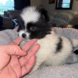 Ricky - Black parti male Pomeranian puppy in East Mountain, Texas from Fairchild Fancy Pomeranians and Coachella Pomeranians