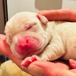 Aspen - Yellow female Labrador Retriever puppy in California from High Quality Labrador Retrievers and French Bulldogs
