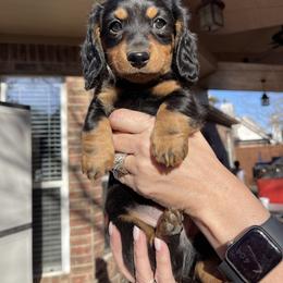 Larry - green collar - Blue and tan male Dachshund puppy in Lake Dallas, Texas from 2L Dachshunds