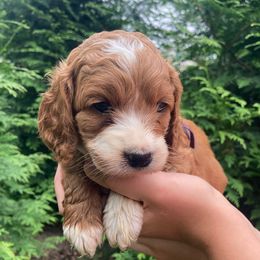 Muffin - Red and white female Cockapoo puppy in Strasburg, Pennsylvania from Dana's Domain Cockapoos