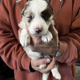 Girl 1 - Red merle female Border Collie puppy in Memphis, New York from Dual Traxx Border Collies