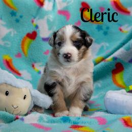 Cleric - Blue merle female Australian Shepherd puppy in Benton City, Washington from Eventide Australian Shepherds