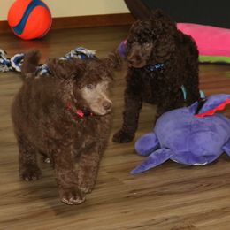 Poodle Puppies from RK'S Pets