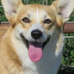 Annie - Pembroke Welsh Corgi