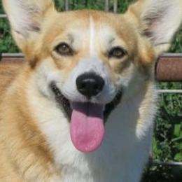 Annie - Pembroke Welsh Corgi