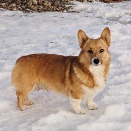 Mina - Pembroke Welsh Corgi