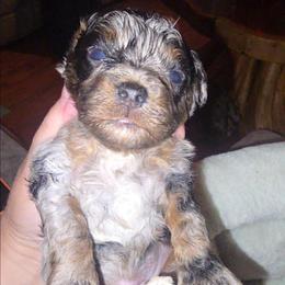Onyx - Merle male Cockapoo puppy in Lebanon, Kentucky from Mosaic Merle Doodles