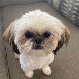 Minnie - Shih Tzu