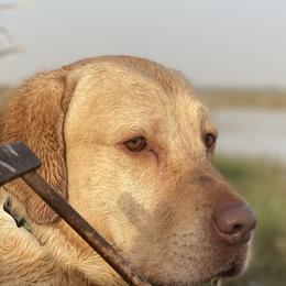 Malachi  - Labrador Retriever