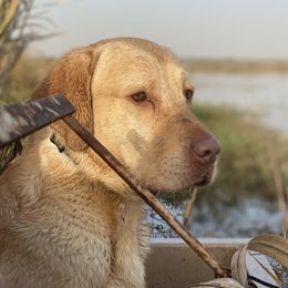 Malachi  - Labrador Retriever