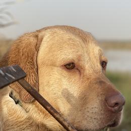 Malachi  - Labrador Retriever