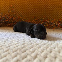 Comet - Black male Dachshund puppy in Clifton, Idaho from Diamondline Doberman