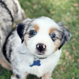 Romeo - Blue merle male Australian Shepherd puppy in Plantersville, Texas from Jak Se Auss