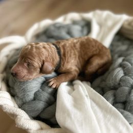 Poodle Puppies from Miller Creek Standard Poodles