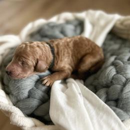 Poodle Puppies from Miller Creek Standard Poodles