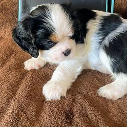 Dubai - Tri-color male Cavalier King Charles Spaniel puppy in Corona, California from Kelton Cavaliers