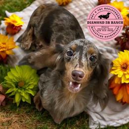 Bristol - Dachshund