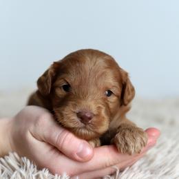 Red - Caramel red male Australian Labradoodle puppy in Williamstown, New York from Lewis Manor Labradoodles