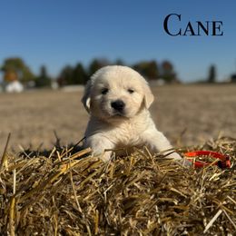 Cane - Light golden male Golden Retriever puppy in Piqua, Ohio from Golden’s of Remington Fields