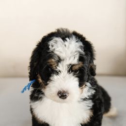 'Cider' Blue Collar Male - Tri-color male Bernedoodle puppy in Kamas, Utah from A + E Farms