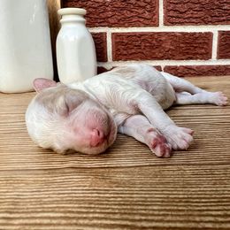 Goldendoodle and Poodle Puppies from SnickerDoodlePups