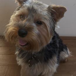 Savanna - Yorkshire Terrier