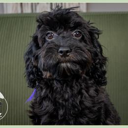 Fru Fru - Black and tan female Cockapoo puppy in Connersville, Indiana from Deaz Doodle Ranch