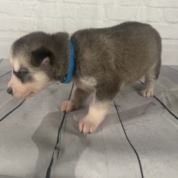 Boy 3 - Siberian Husky puppy in Michigan from DkG kennel LLC.