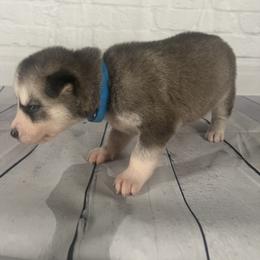 Boy 3 - Siberian Husky puppy in Michigan from DkG kennel LLC.