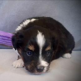 Astra - Black tri female Toy Australian Shepherd puppy in Humansville, Missouri from Tater Tot aussies