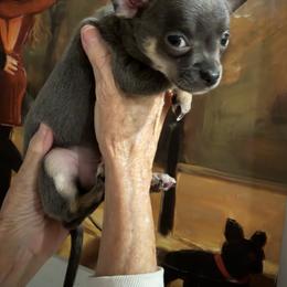 Ralphie - Black and tan male Chihuahua puppy in Conroe, Texas from Linda's Chihuahuas