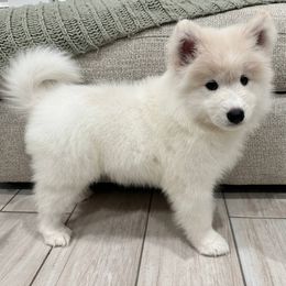 Baby Pink - Pearl - White and biscuit female Samoyed puppy in Weatherford, Texas from Pure North Samoyeds
