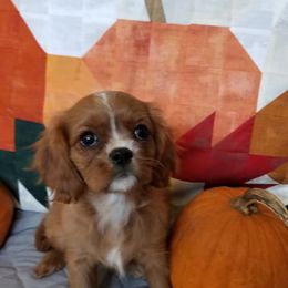 Cavalier King Charles Spaniel Puppies from Cavaliers of the County Macon