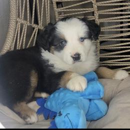 Patch - Black tri male Miniature Australian Shepherd puppy in Lincoln, California from Elegant Aussies