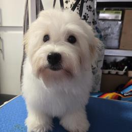 Berrie - White male Coton de Tulear puppy in Texas from Classy Cotons