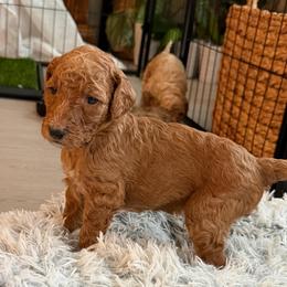 Salami - AKC Limited - Apricot male Poodle puppy in Haines City, Florida from Noelle Poodles