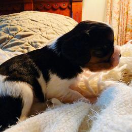 Rickett - Tri-color male Cavalier King Charles Spaniel puppy in Watsontown, Pennsylvania from Huntsman Cavaliers
