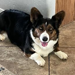 Ricochet - Black and white female Cardigan Welsh Corgi puppy in Henderson, Texas from R&R Cardigan Corgis