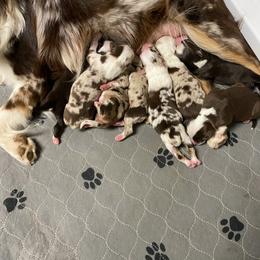 Miniature American Shepherd puppies from Iron Spirit Homestead & Aussies