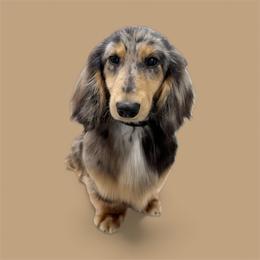 Essie - Dachshund