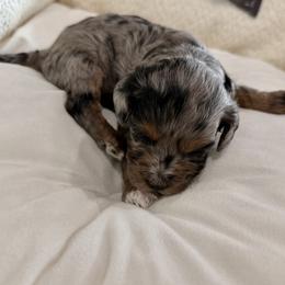 Boy 1 - male Cavapoo puppy in Mount Pleasant, Texas from NANCY REYNA