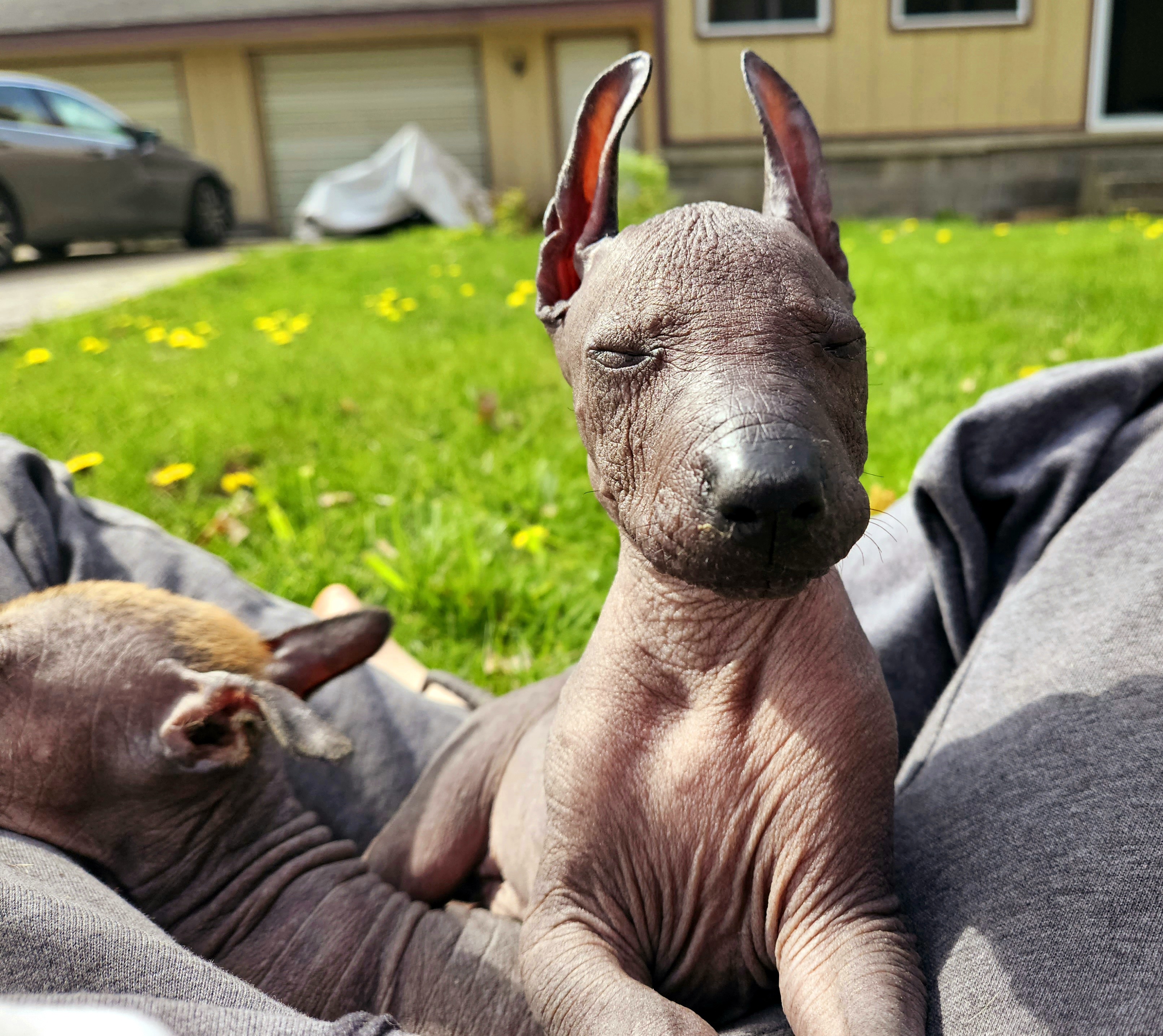 Xoloitzcuintli Puppies from Experience The Wild