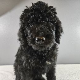 Poodle Puppies from PDX Doodle Works