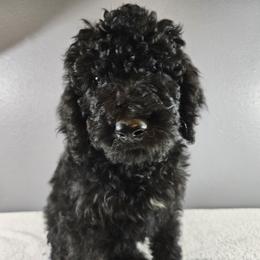 Poodle Puppies from PDX Doodle Works